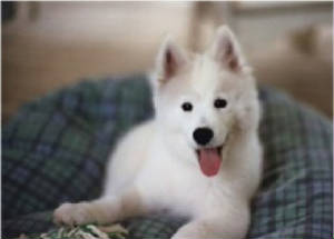 HudsonsHuskies-Crackerjack-Puppy.jpg